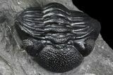 Enrolled Eldredgeops Trilobite Fossil - New York #173063-3